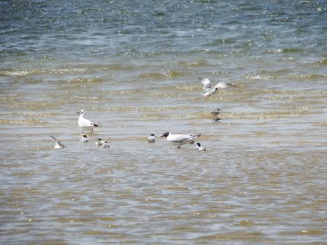 キアシシギ、ユリカモメ、コアジサシ