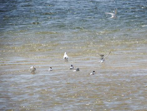 キアシシギ、ユリカモメ、コアジサシ