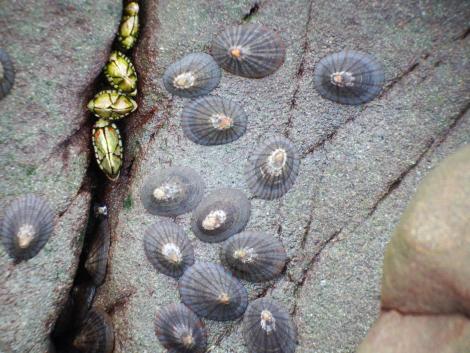 マツバガイとカメノテ