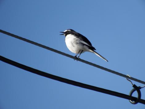 セグロセキレイ