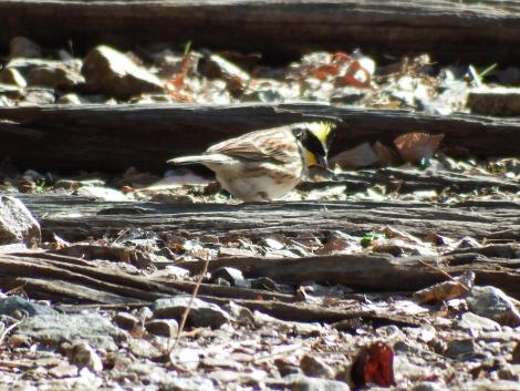 ミヤマホオジロ