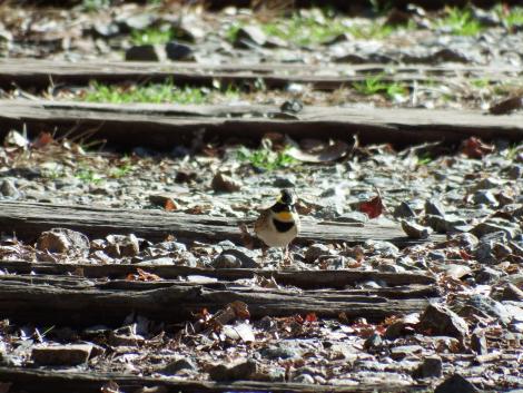 ミヤマホオジロ