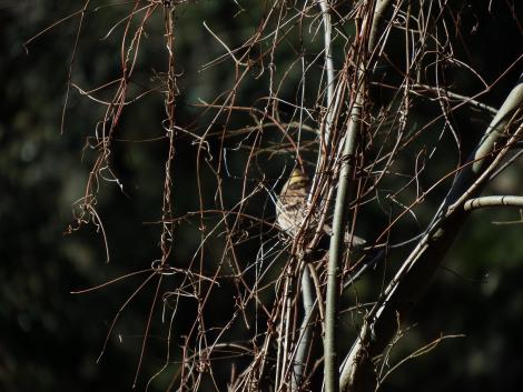 ミヤマホオジロ