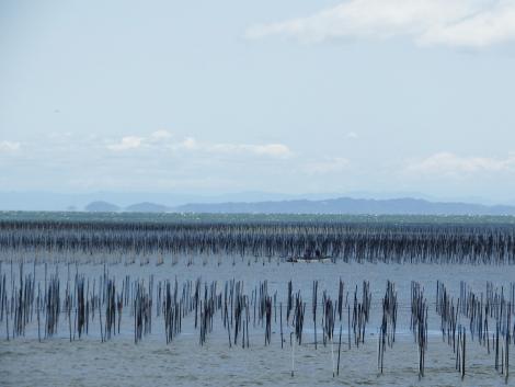 青さ海苔の養殖