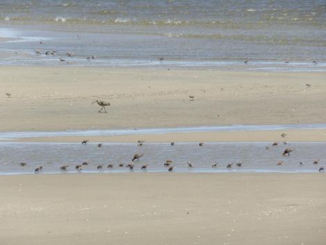 ダイシャクシギ、ハマシギ