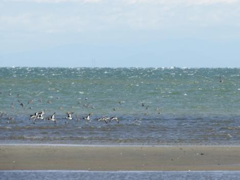 ハマシギ、ミヤコドリ