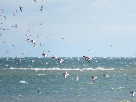 ハマシギ、ミヤコドリ