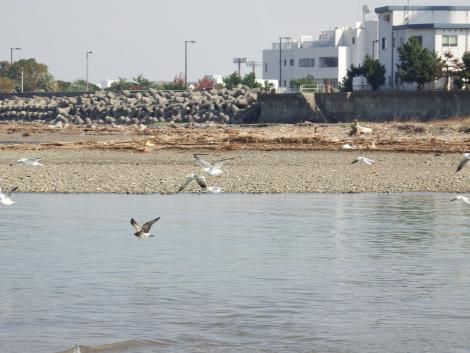 ユリカモメ、ウミネコ