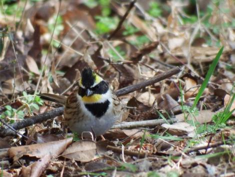 ミヤマホオジロ