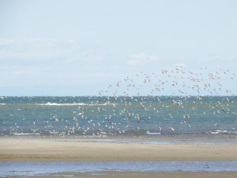 ハマシギ、オグロシギ
