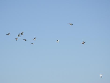 ユリカモメ、ヒドリガモ