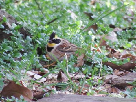 ミヤマホオジロ