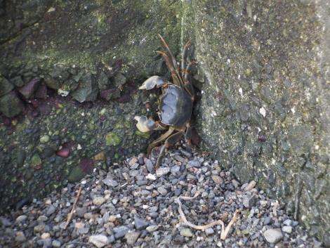 クロベンケイガニ