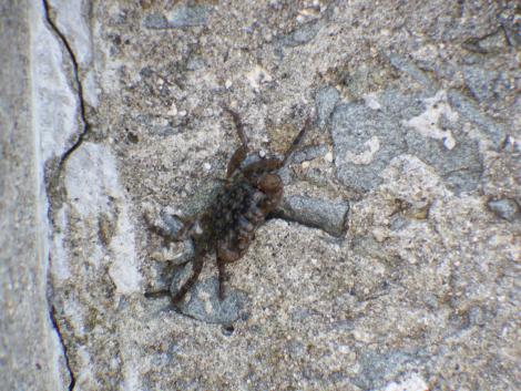 クロベンケイガニの抜け殻