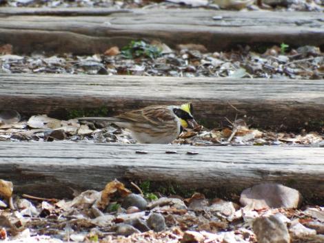 ミヤマホオジロ