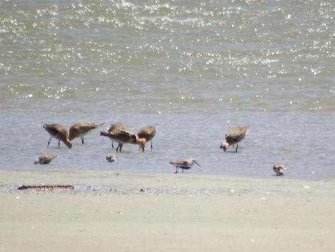 オグロシギ、ハマシギ