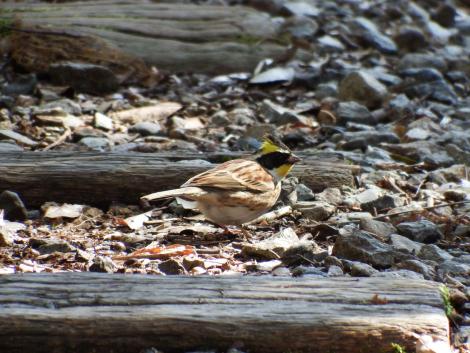 ミヤマホオジロ