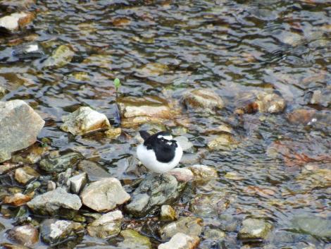 セグロセキレイ