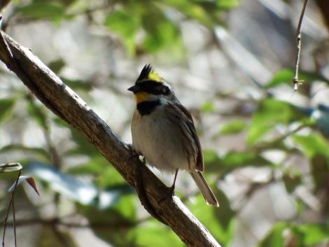 ミヤマホオジロ