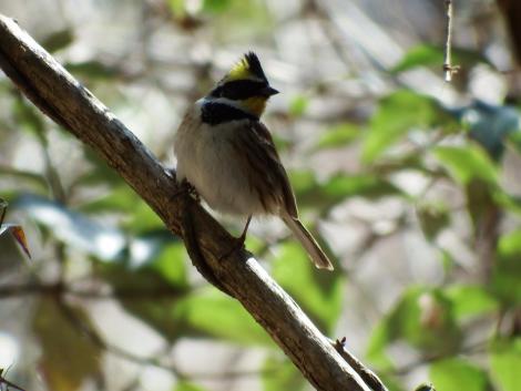 ミヤマホオジロ