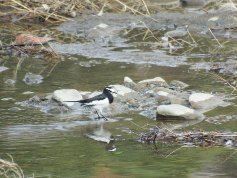 セグロセキレイ