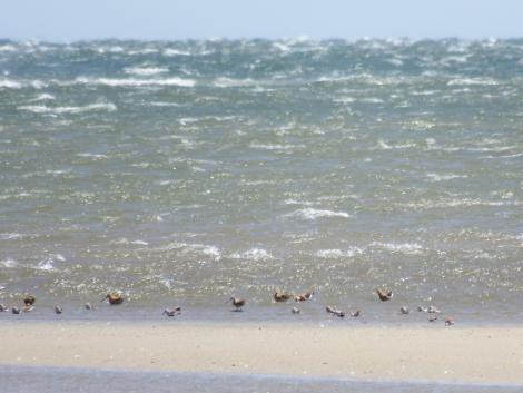 オグロシギ、ハマシギ