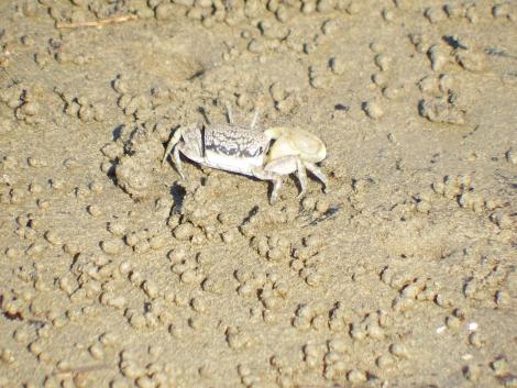 ハクセンシオマネキ