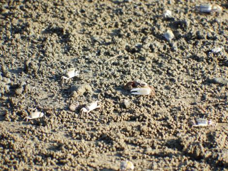 ハクセンシオマネキ