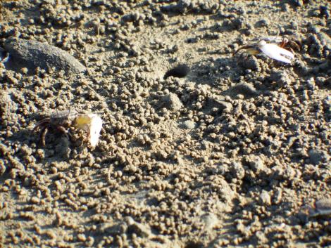 ハクセンシオマネキ