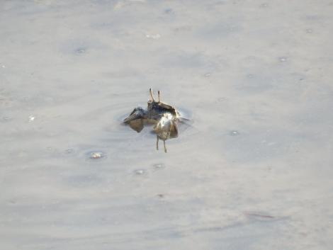 ヤマトオサガニ