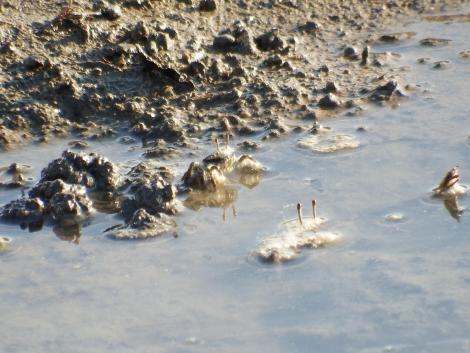 ヤマトオサガニ