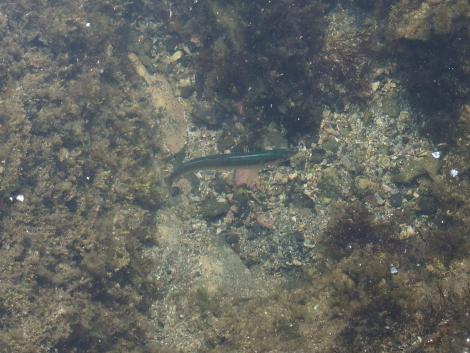 トウゴロウイワシ