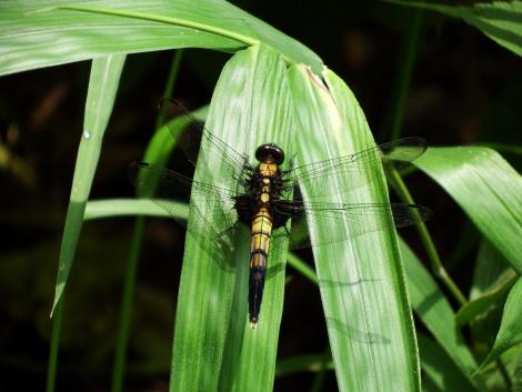 ムギワラトンボ