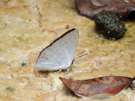 ウラギンシジミ