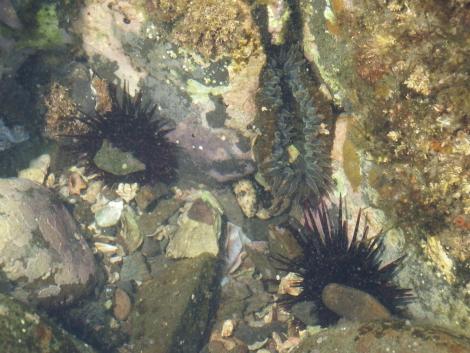 ムラサキウニ、ヨロイイソギンチャク