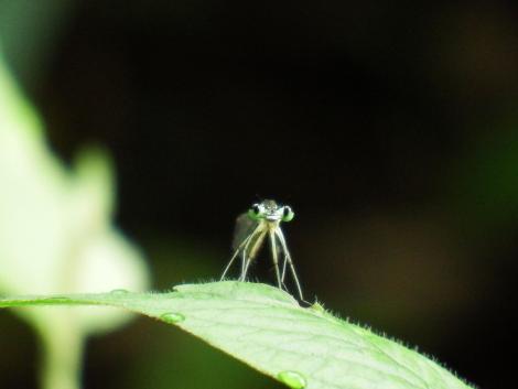 モノサシトンボ♀