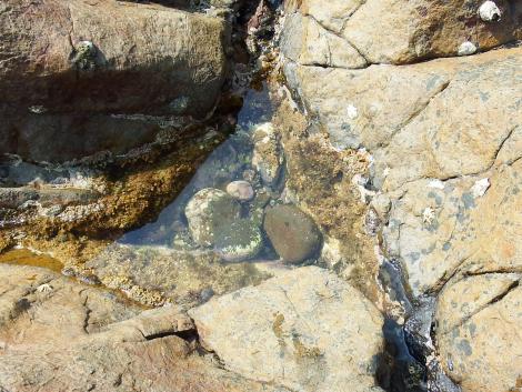 ウニの潮だまり