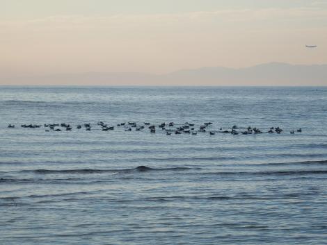 ユリカモメとウミネコ