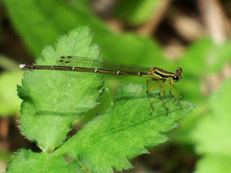 モノサシトンボ♀