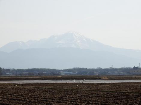 伊吹山とコハクチョウ