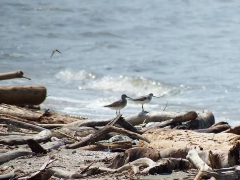 ソリハシシギ、キアシシギ