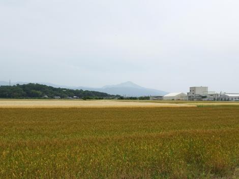 麦秋の伊吹山