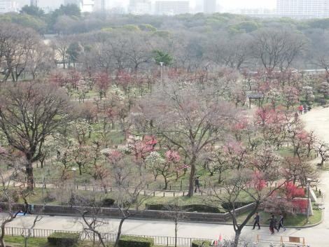 大阪城公園梅林