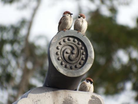 金蔵巴瓦のスズメ