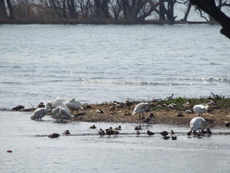 湖北野鳥センター前