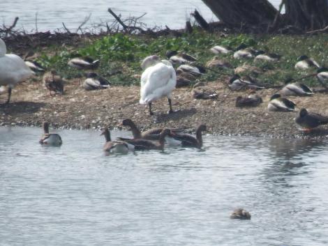 湖北野鳥センター前