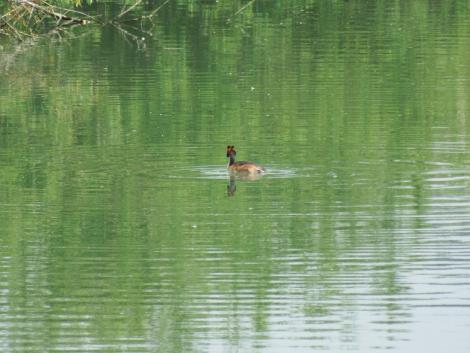 カンムリカイツブリ