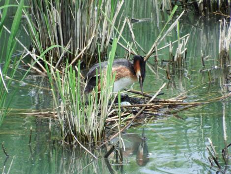 カンムリカイツブリ