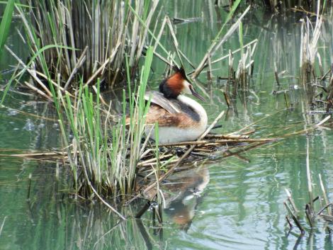 カンムリカイツブリ