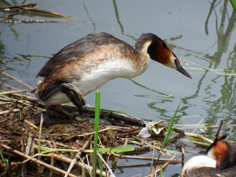カンムリカイツブリ